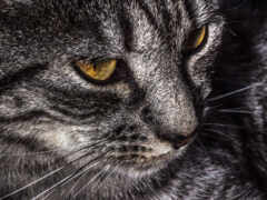 есть кошка, которая смотрит на что-то на расстоянии