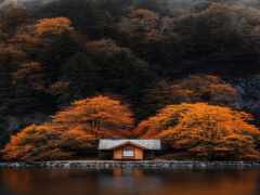 деревья находятся на фоне небольшой хижины на озере