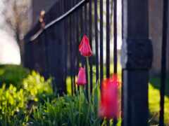 в траве за забором растут три красных тюльпана