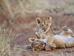 есть два молодых льва, играющих друг с другом в грязи