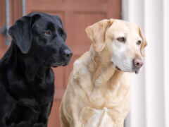 есть две собаки, которые сидят рядом