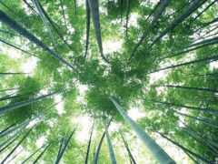 лес, бамбук, сагано 137437 разрешение 1366x768