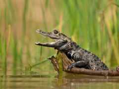крокодил, маленький, животное