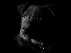 черная собака с воротником и воротником на шее