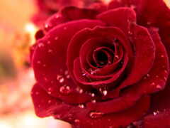 роза, красная, символом