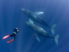 кит, мужчина, underwater