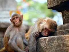 две обезьяны сидят на каменном выступе вместе