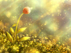 есть небольшой цветок, который растет из мха