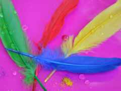 разноцветные перья