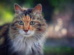 кошка, которая смотрит в камеру