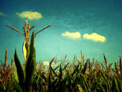 кукуруза, травы