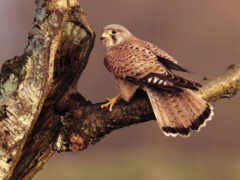 falconbirds