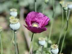 женщина фиолетовый цветок с белыми почками и желтым центром