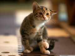 есть кошка, которая сидит на коврике на полу