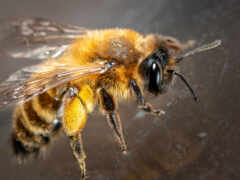 animal, пчелка, makryi