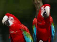 красный, попугай ара, зеленый