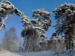 дерево, природа, снег
