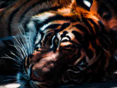 тигр, животное, кот