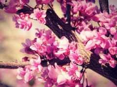 розовый цветок на ветке дерева со знаком