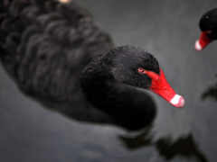 есть два черных лебедя, плавающих в водоеме