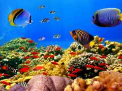 world, underwater, рыбки