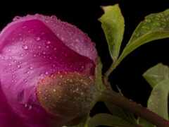 закрытие розового цветка каплями воды на нем