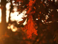 осень, листья, деревя Фон № 101762 разрешение 2560x1440