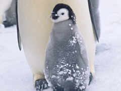 пингвин с детским пингвином в снегу со взрослыми на заднем плане