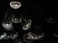 медузы, минимальный, den