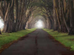 есть длинная дорога, в которой много деревьев с обеих сторон