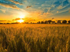 поле, закат, пшеница