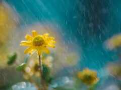 дождь, cvety, природы