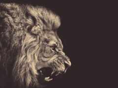 черно-белая фотография льва, ревущего на что-то