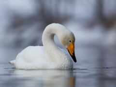 в воде плавает белый лебедь с желтым клювом