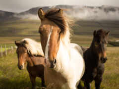 лошади, исландские, исландии