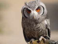 есть сова, которая сидит на ветке с оранжевыми глазами