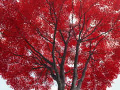 красными, дерево, листьями