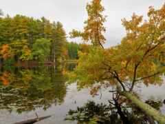 река, дерево, осень