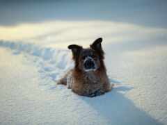 собака, снег, зима