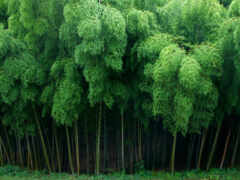 лес, бамбук, японии