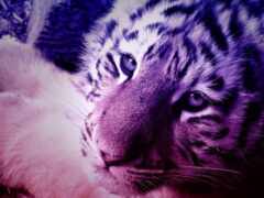 фиолетовый тигр, лежащий на земле лапами на земле