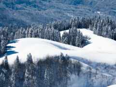 лыжники катаются на лыжах вниз по снежной горе с деревьями на заднем плане