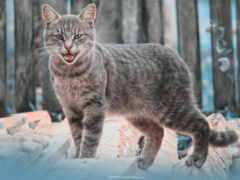 есть кошка, которая стоит на скале в снегу