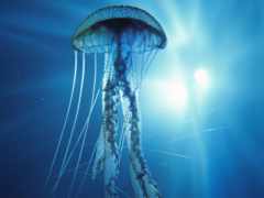 медуз, медузы, виды