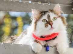 есть кошка, которая сидит на скамейке с красным воротником