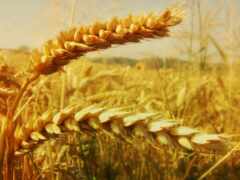серьги, пшеница, crops