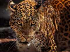 jaguar, см