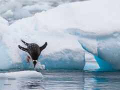 есть пингвин, который прыгает в воду