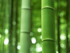 бамбук, бамбука, лес