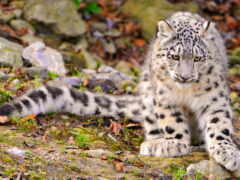 араф сидит на земле в лесу с камнями и травой